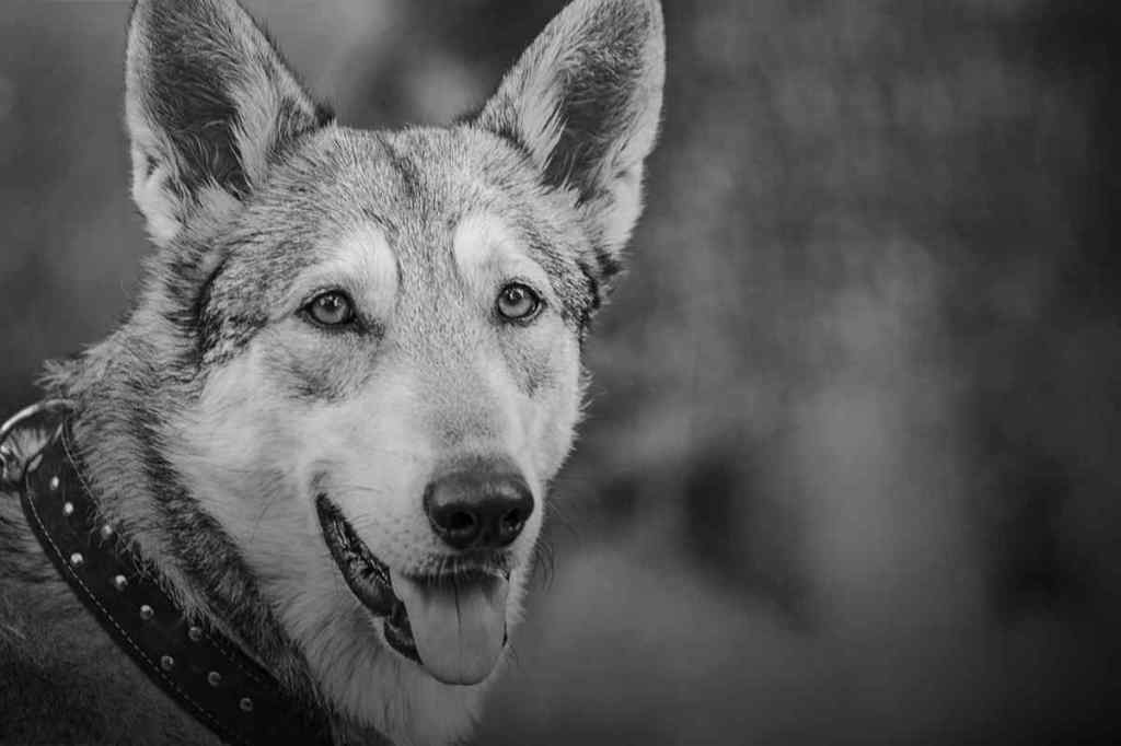 Wolf und Wachhund - Fabel Aesop